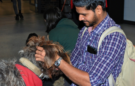 A student pets a wire haired griffon