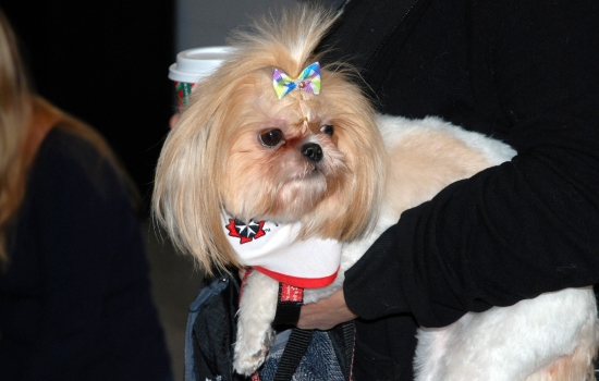 An adorable Shih Tzu is held by her handler