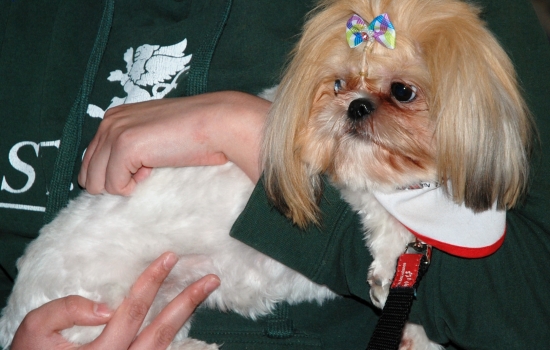 An adorable Shih Tzu is held by a student