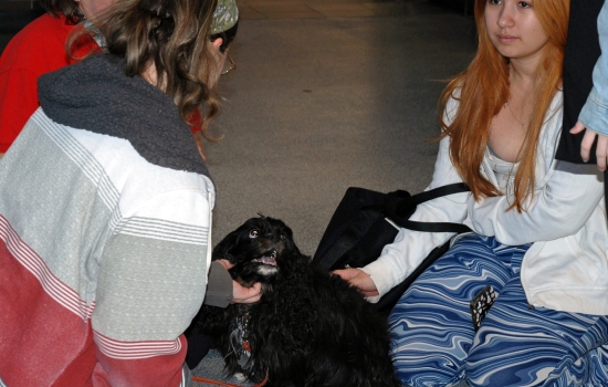 2 students pet a cocker spaniel 
