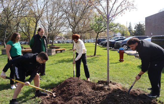 Tree planting in progress