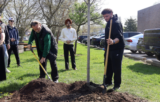 Tree planting in progress