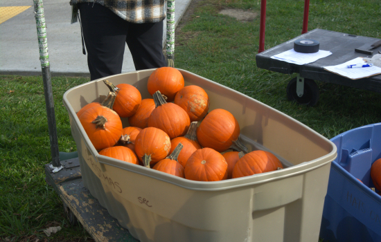 A tote full of pumpkins awaiting their fate (smashing)